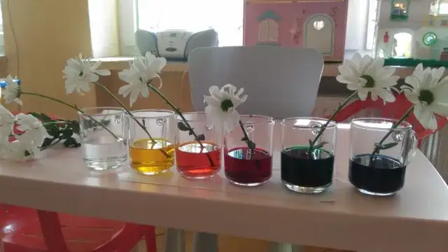 Eksperyment z kwiatkiem atramentem: Jak zabarwienie wpływa na rośliny