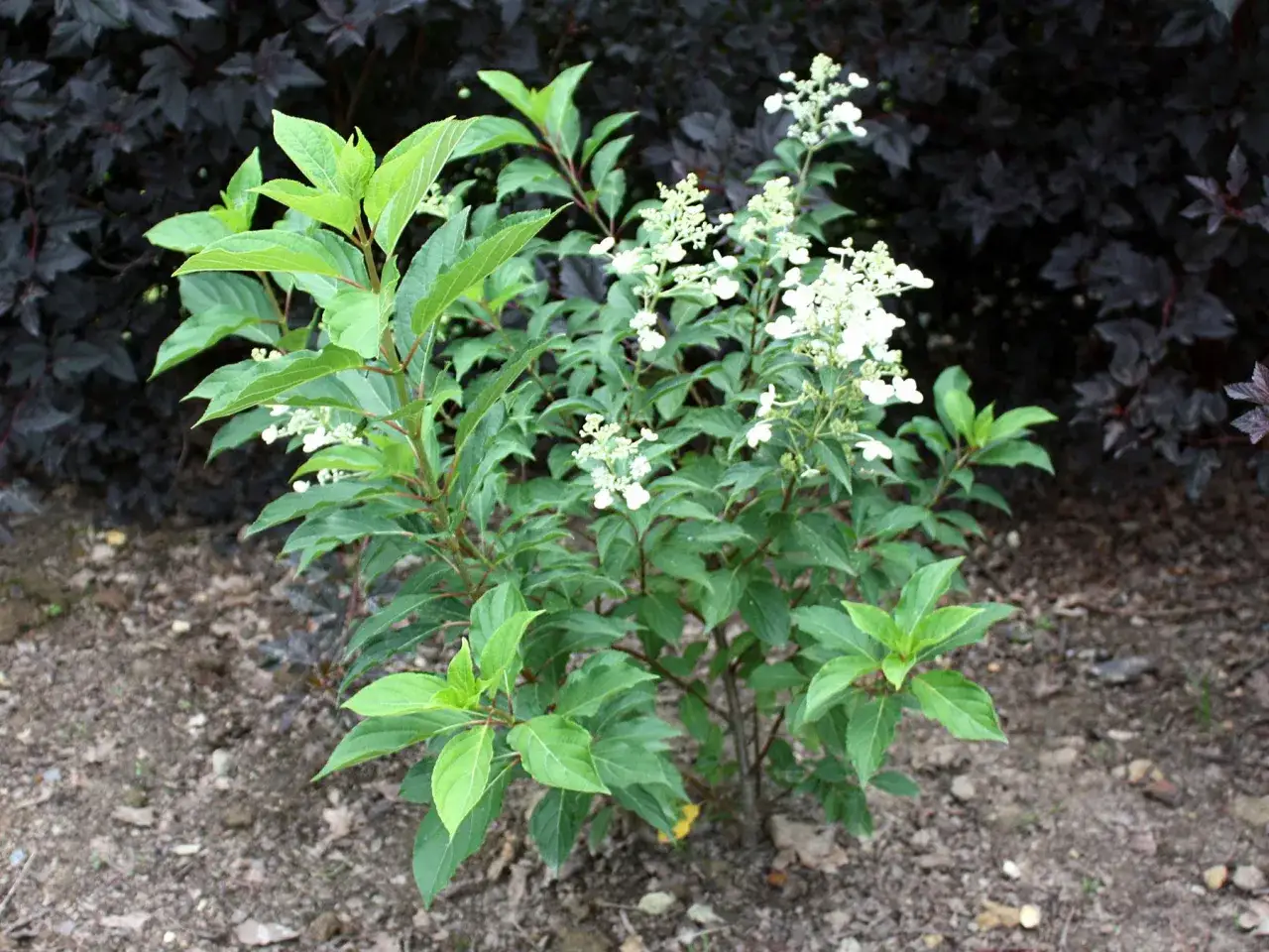 Hortensja bukietowa kwitnie na biało. Jakie stanowisko? Słoneczne lub półcieniste, z dala od ciemnych krzewów.