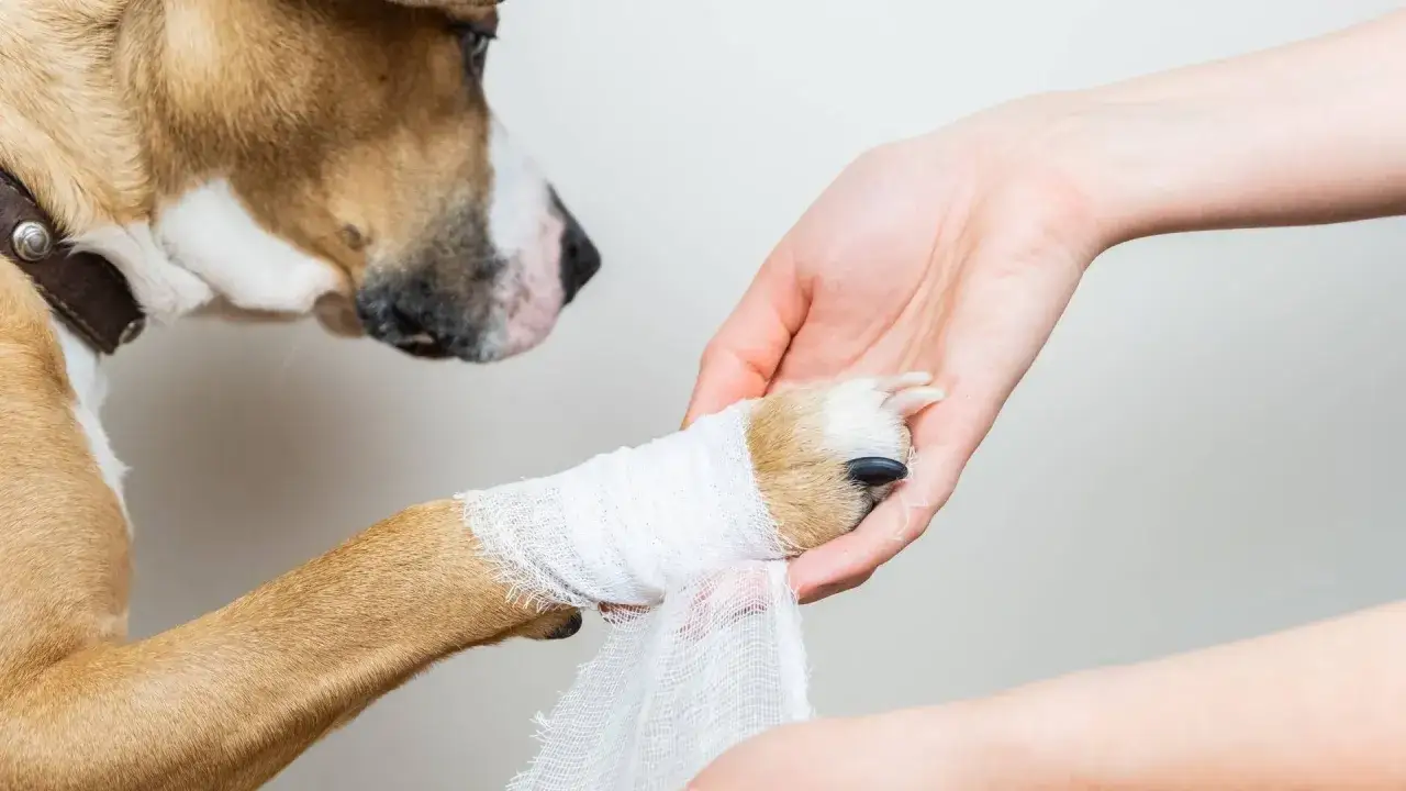 Pies z zabandażowaną łapą, która wymagała zastosowania Sudocremu na zacieki. Opiekun delikatnie opatruje ranę.