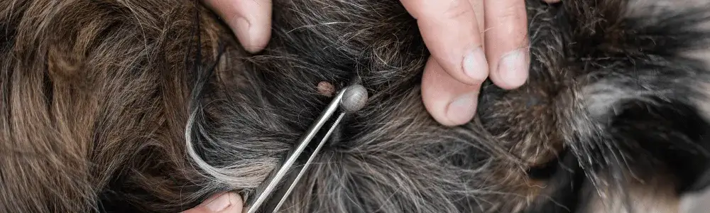 Jak skutecznie zdezynfekować ranę po kleszczu i uniknąć groźnych infekcji