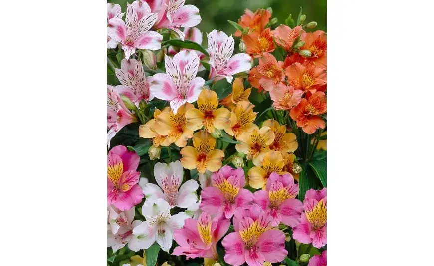 Alstremeria ogrodowa gdzie kupić - najlepsze miejsca na zakupy roślin.