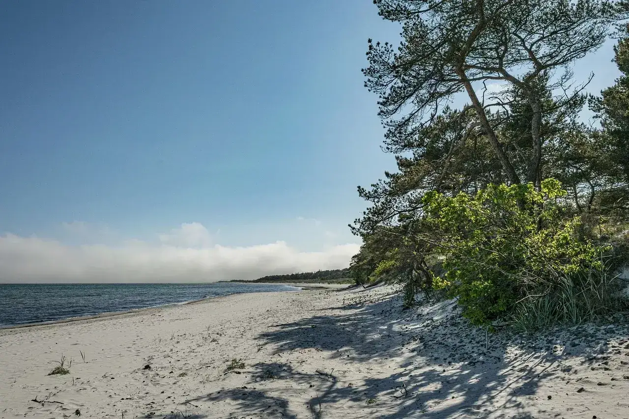 Dlaczego nad Bałtykiem jest mniej komarów? Spokojny urlop bez bzyczenia!