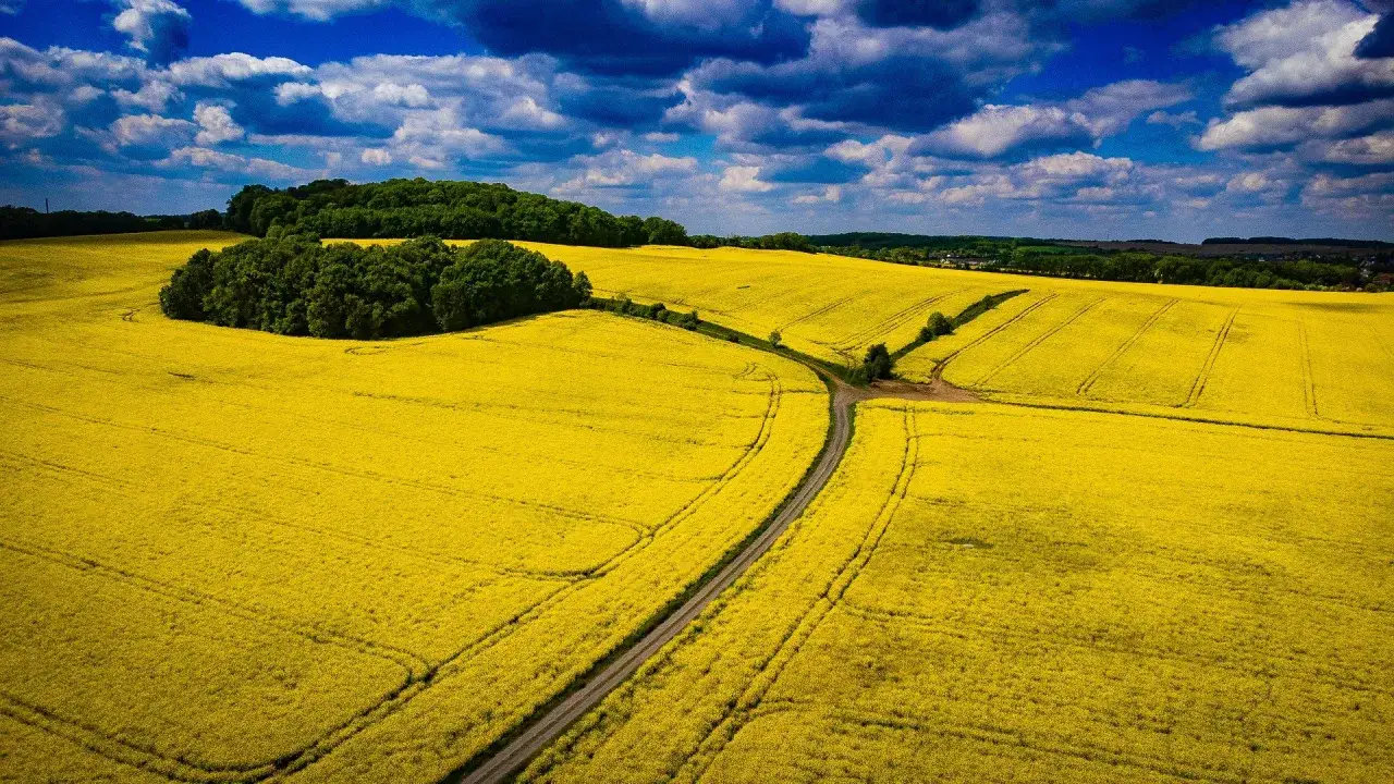 Ile kwitnie rzepak? Poznaj sekrety żółtych pól.