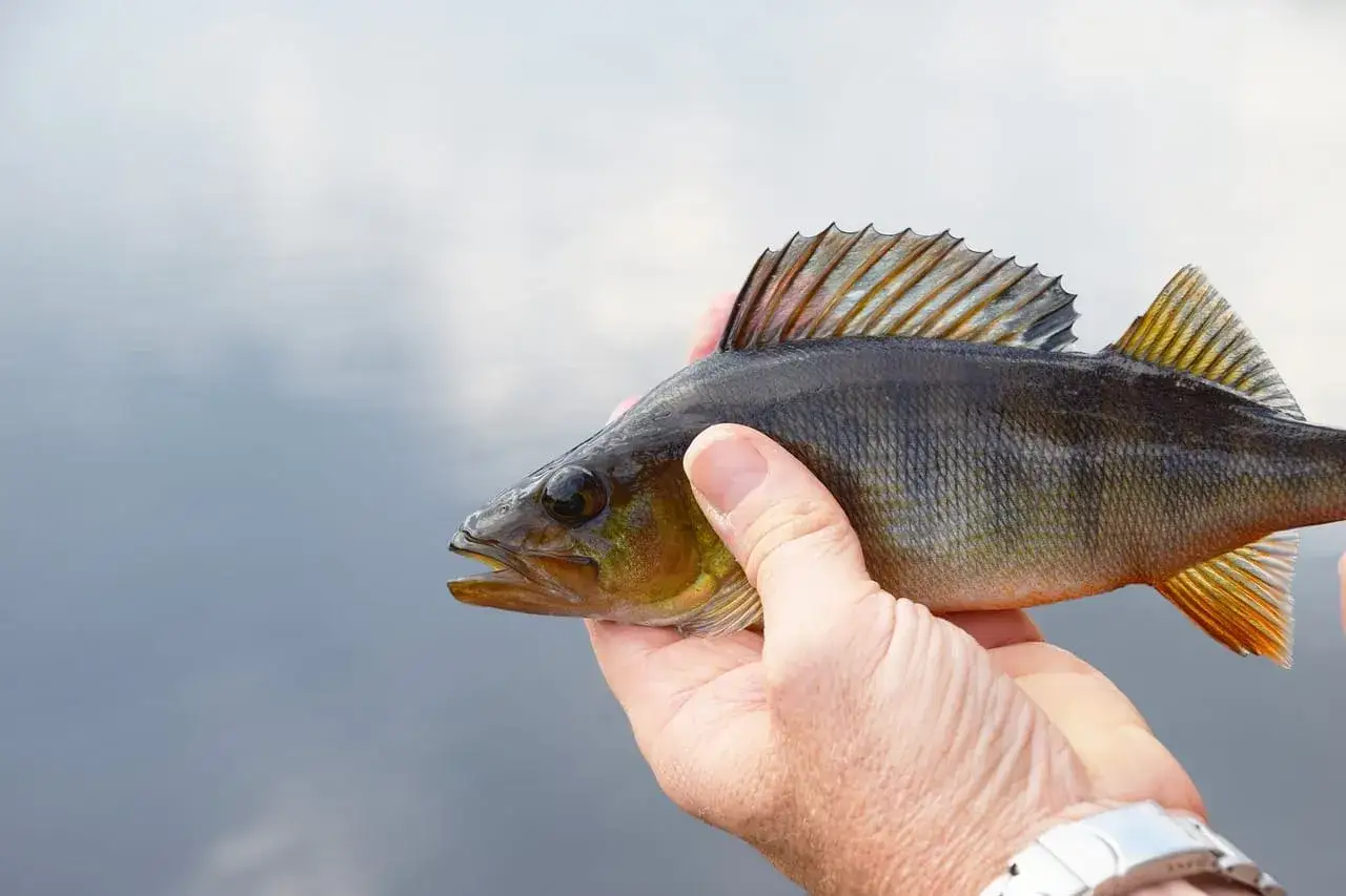 Jak dobrać grubość plecionki na spinning, aby uniknąć nieudanych połowów
