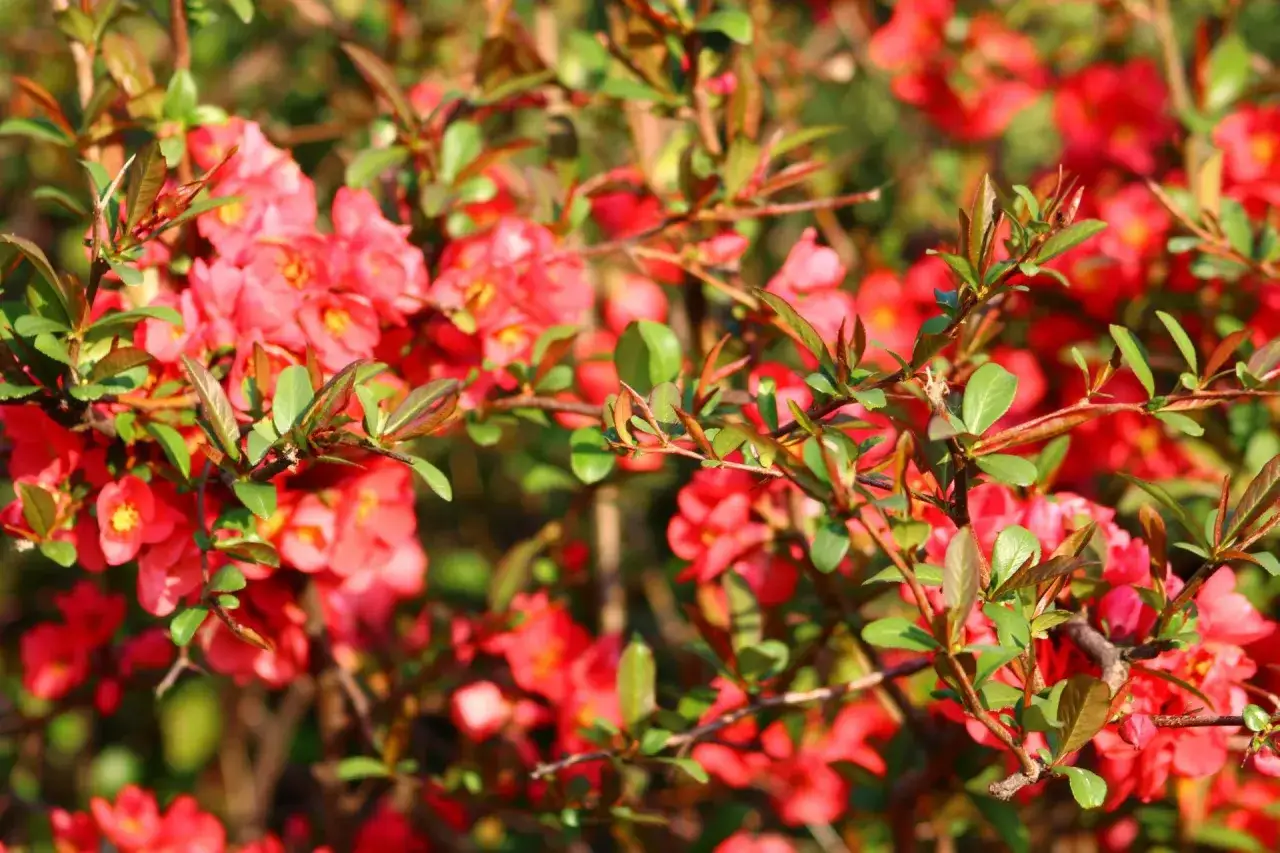Jak kwitnie pigwowiec? Sekrety obfitych kwiatów i pielęgnacji