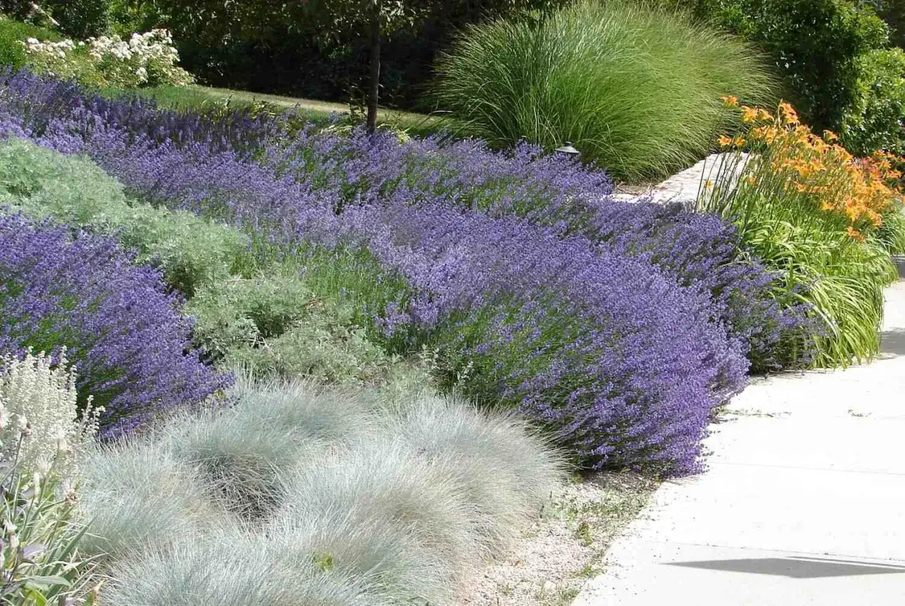 Lawenda: Kwitnienie od czerwca do jesieni? Jak to zrobić!