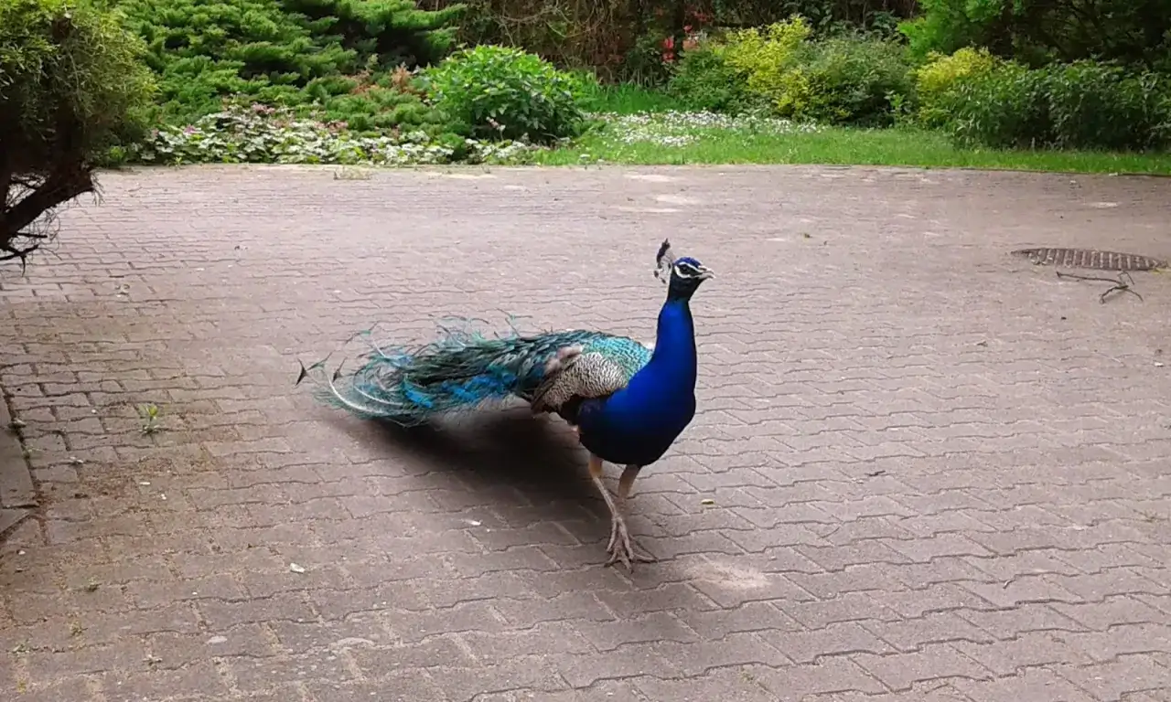 Pawie pióra: talizman szczęścia czy zwiastun pecha? Sprawdź!