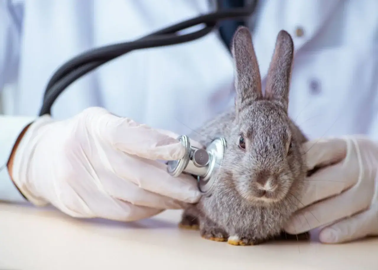 Nosówka u królika objawy – jak rozpoznać i uniknąć poważnych problemów