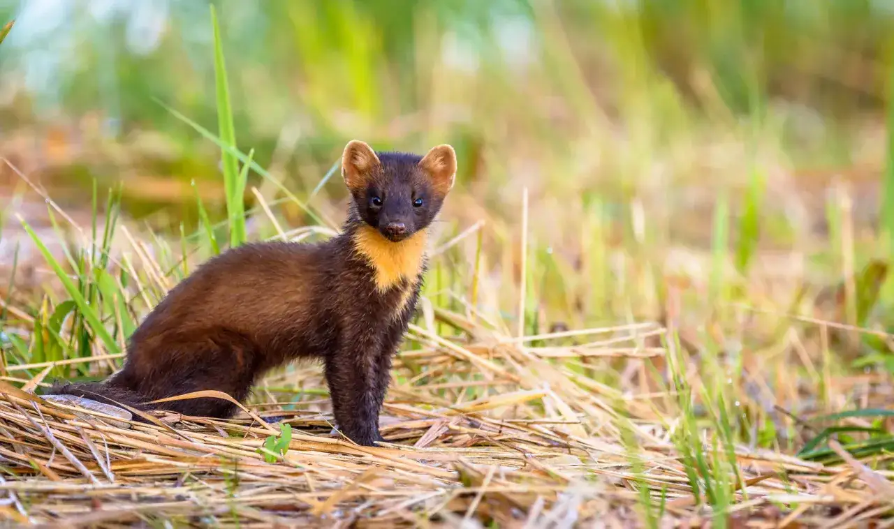Skuteczna likwidacja kun: jak uniknąć szkód w ogrodzie i domu