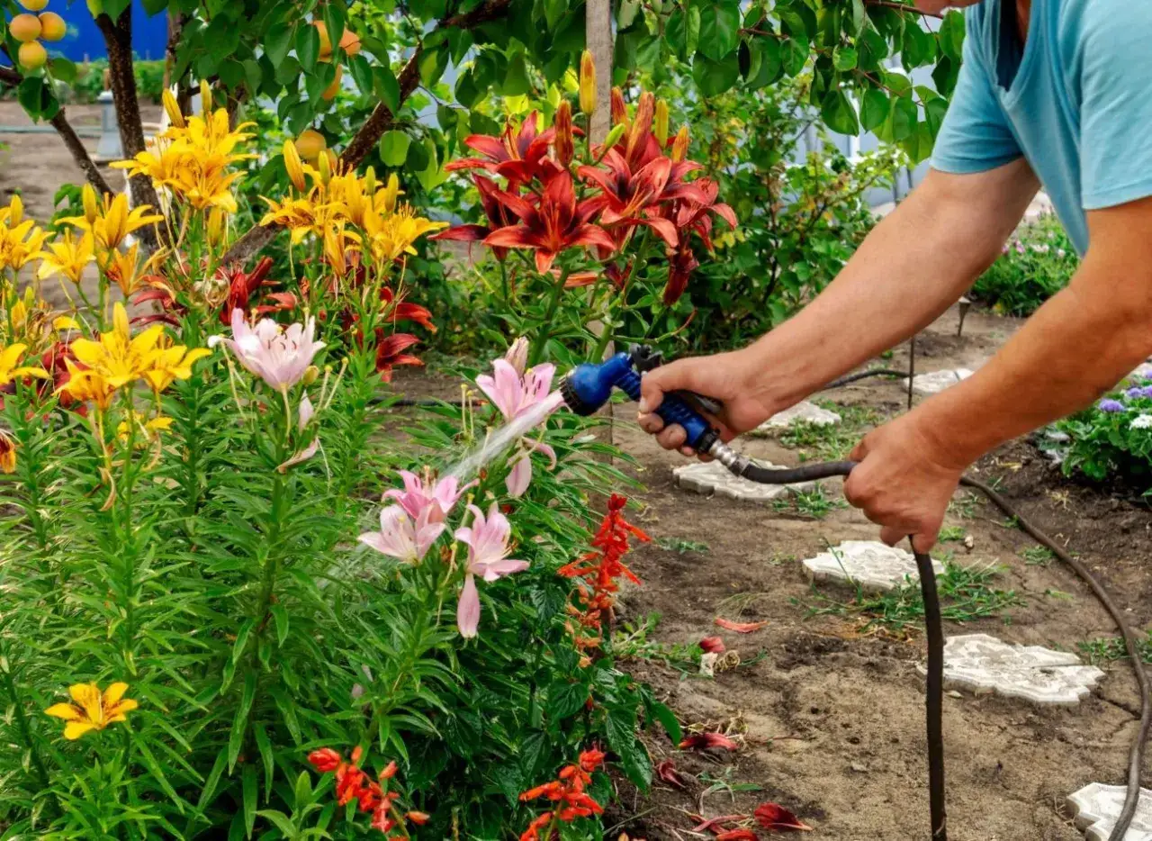 Kiedy sadzić lilie ogrodowe, aby uniknąć błędów w uprawie?