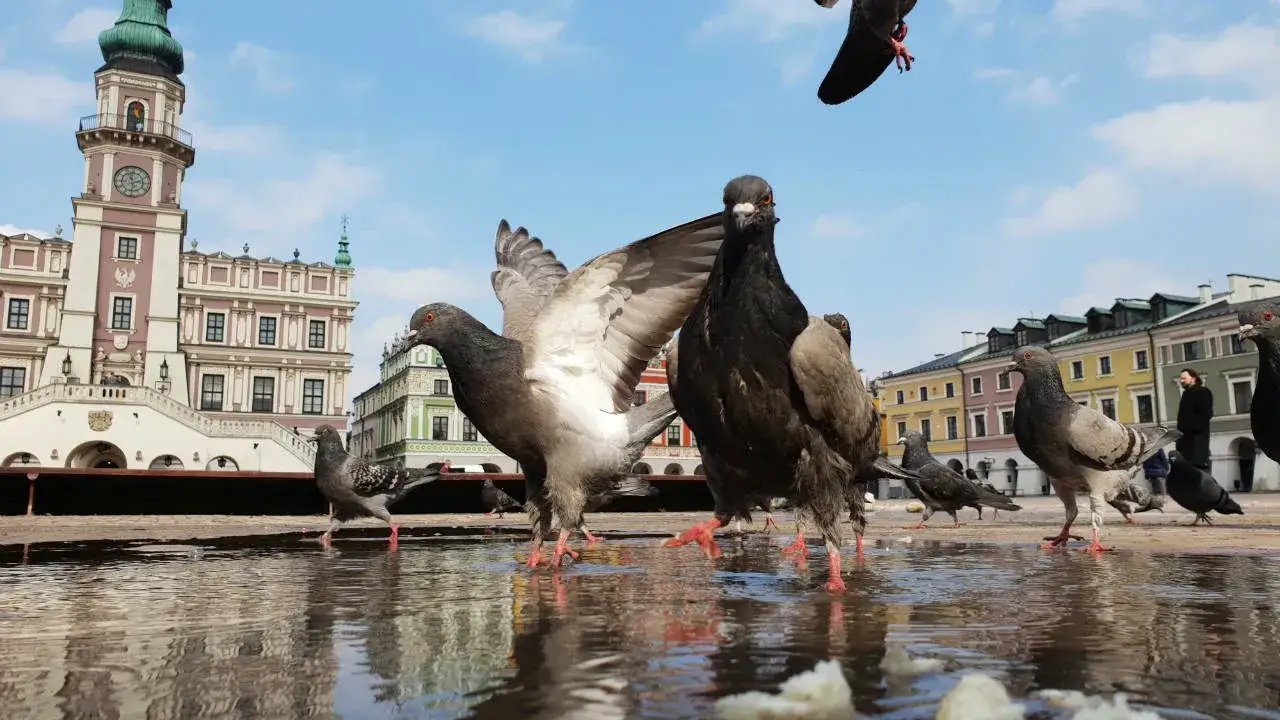 Zamość i okolice atrakcje, które musisz zobaczyć – nie przegap ich!