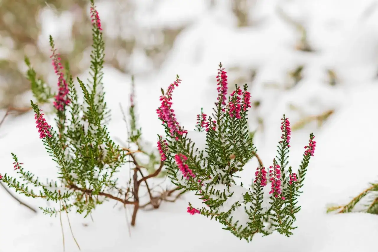 Jakie kwiaty kwitną zimą?