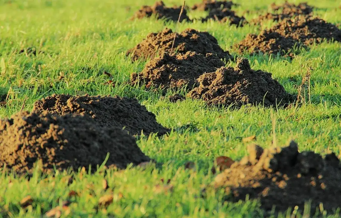 Ile kretów może żyć na działce? Poznaj czynniki wpływające