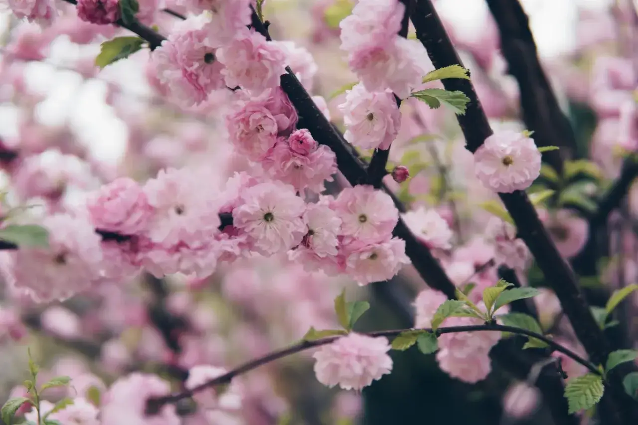 Twój migdałek kwitnie krótko? Sprawdź, jak to zmienić!