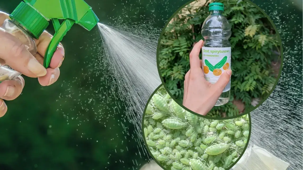 Opryskiwacz z wodą i octem na mszyce. W butelce ocet spirytusowy, a na liściach zielone mszyce.