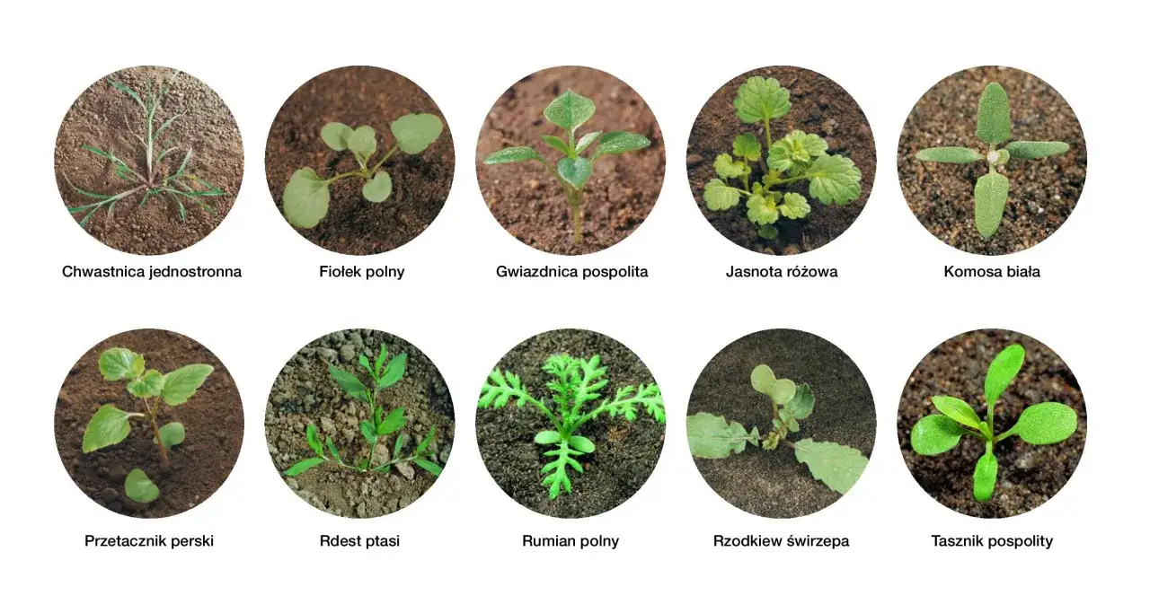 Rzodkiew świrzepa: Chwast czy przysmak? Rozpoznaj i skutecznie zwalcz!