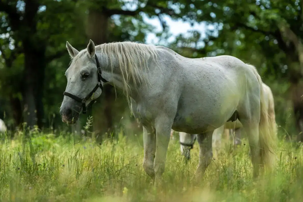 Piękny, biało-szary koń pasie się na łące wśród wysokiej trawy. Jego długa, jasna grzywa opada na szyję.