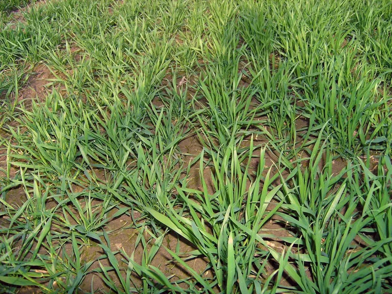 Jakie nawozy na oziminy: Klucz do zdrowych i obfitych plonów