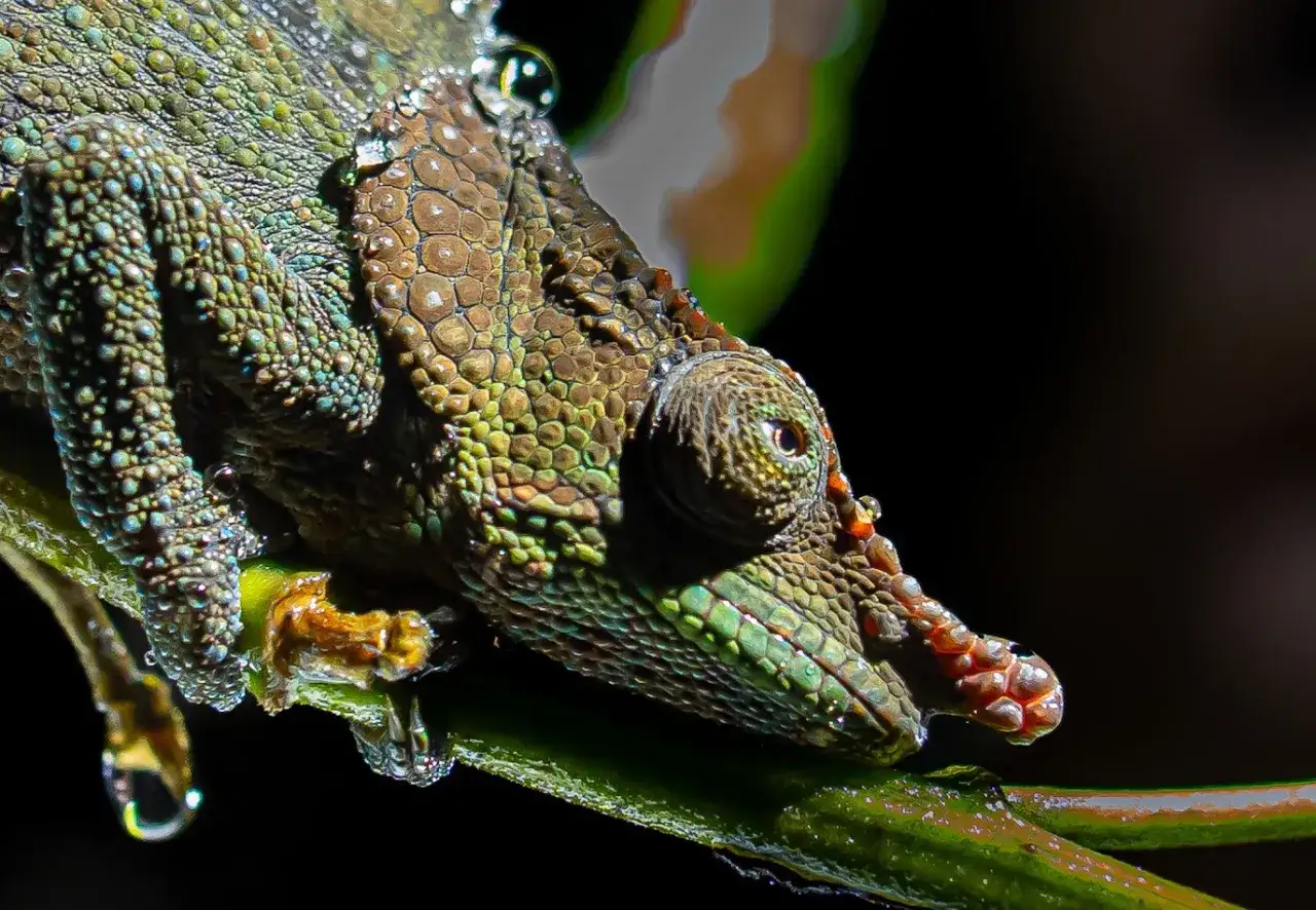 "Off" angielski kameleon: Zrozum jego zaskakujące znaczenia