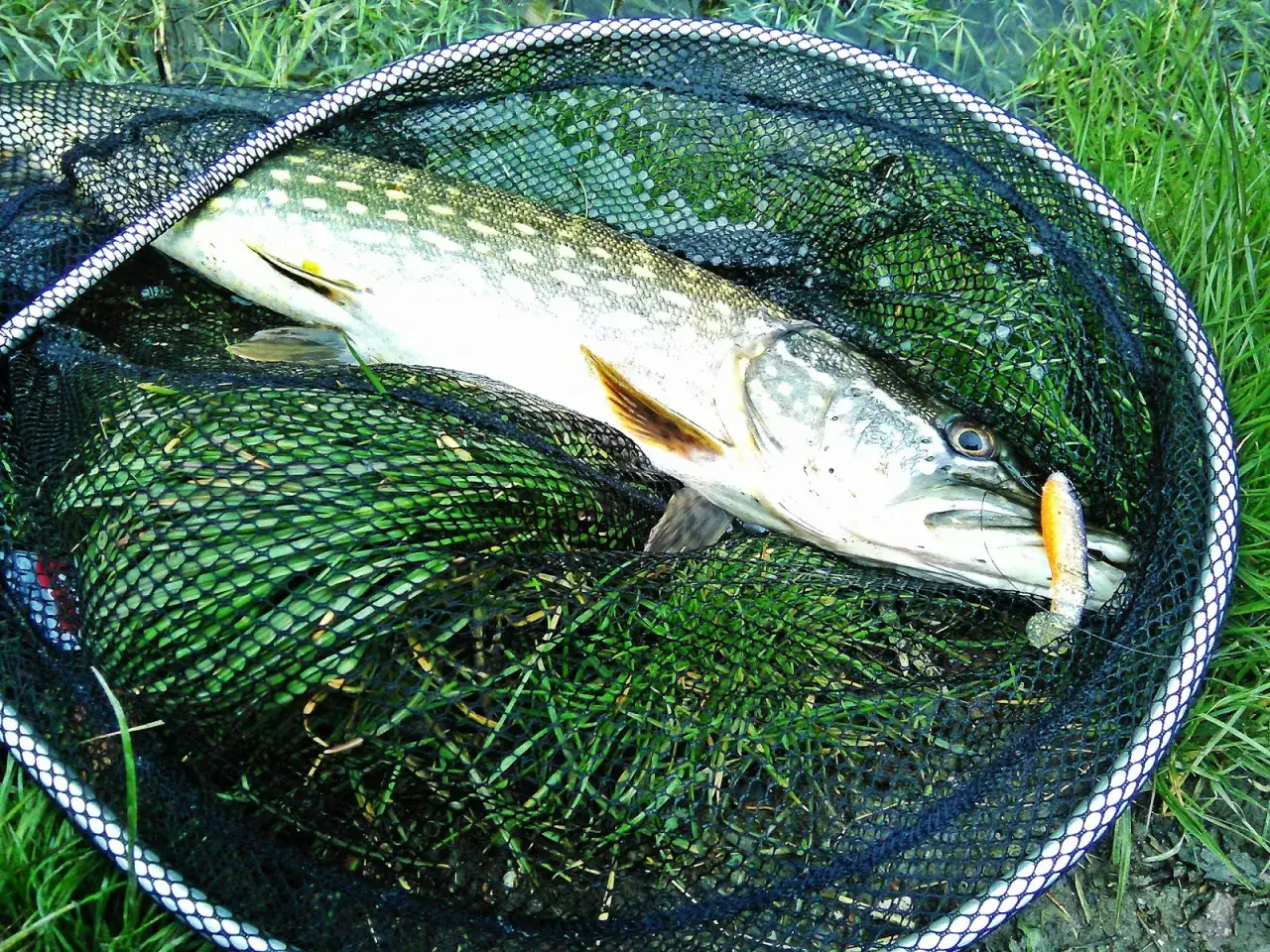 Szczupak złowiony na spinning, z przynętą w pysku, leży w podbieraku na trawie. To dowód, jak łowić szczupaki na spinning.