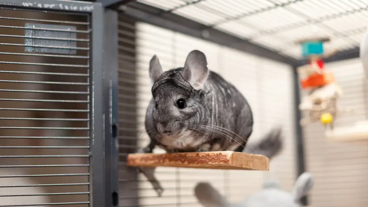 Jak zrobić klatkę dla szynszyli – prosty sposób na bezpieczne i wygodne mieszkanie