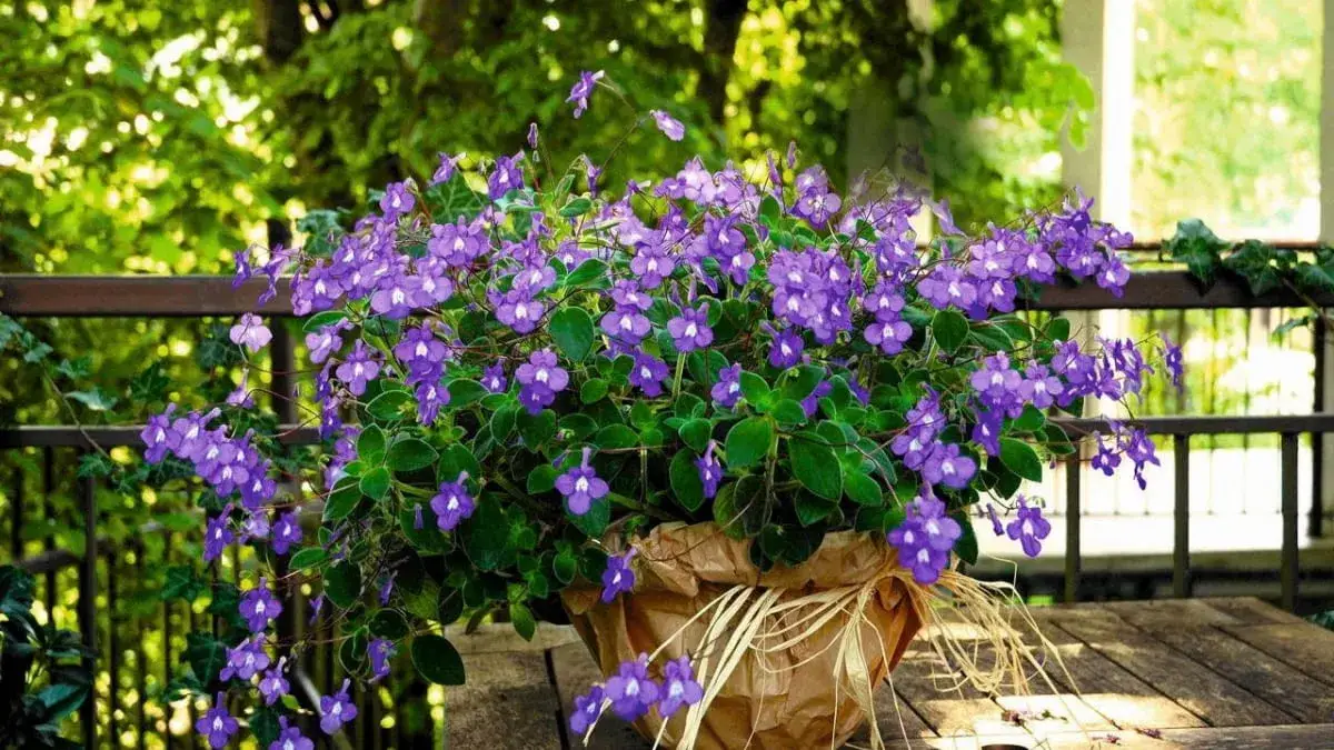 Cienisty balkon? Piękne kwiaty i rośliny, które pokochają cień!
