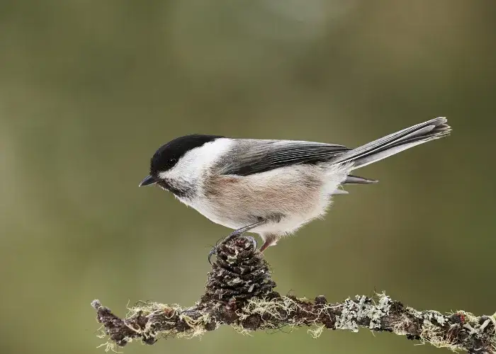 Czy sikorka zimuje w Polsce? Zaskakujące fakty o jej zwyczajach
