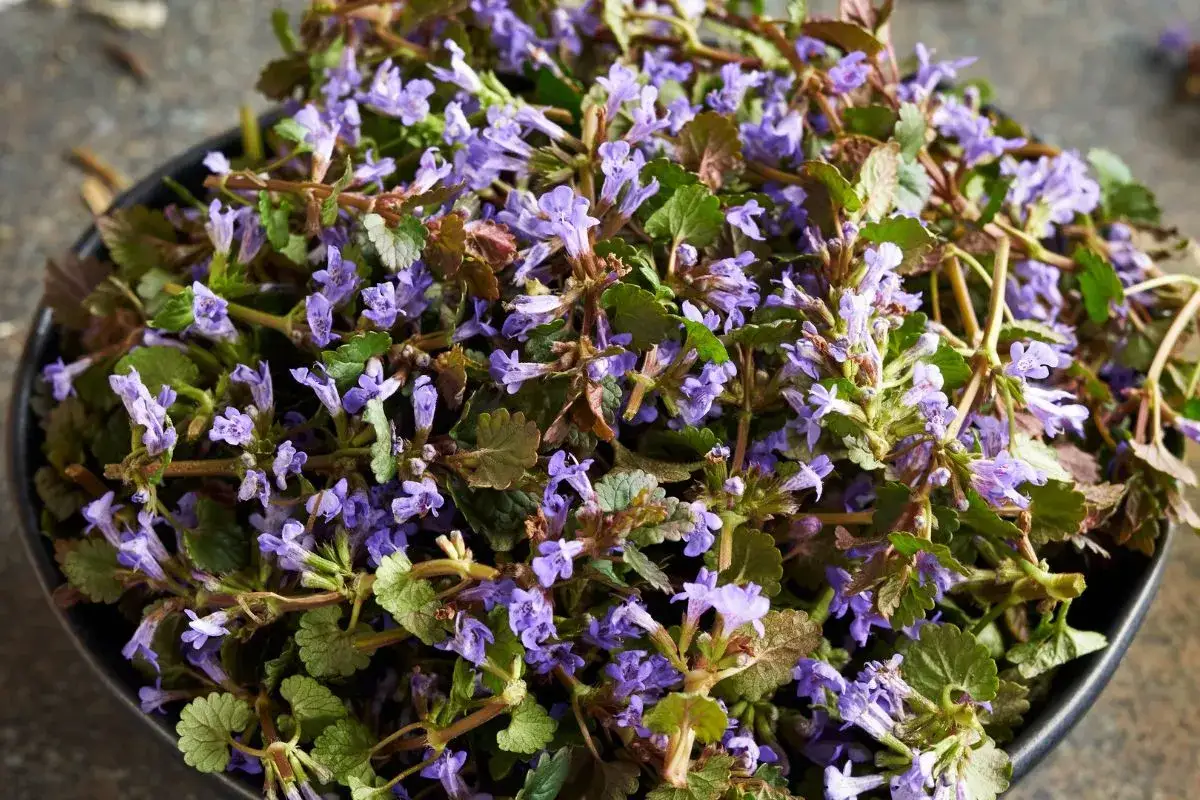 Bluszczyk kurdybanek: Chwast w ogrodzie, skarb w kuchni i apteczce