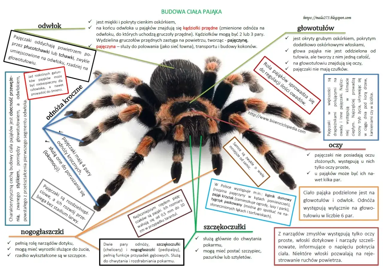 Ćwiczenia tułowia w krzyżówce: Szybkie odpowiedzi i synonimy