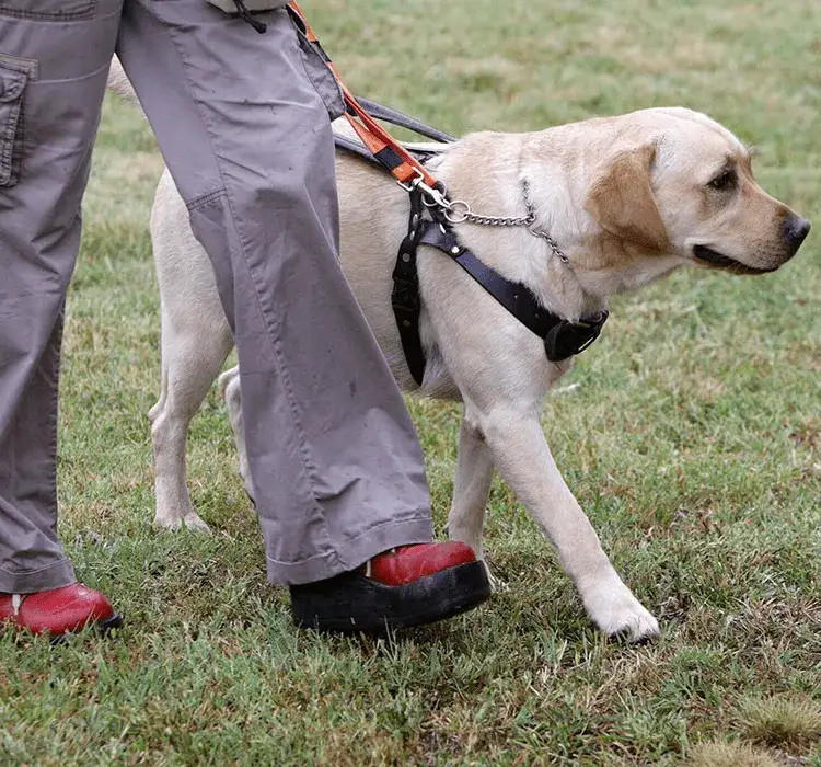 Pies dla niewidomych: jak wybrać idealnego towarzysza i pomocnika