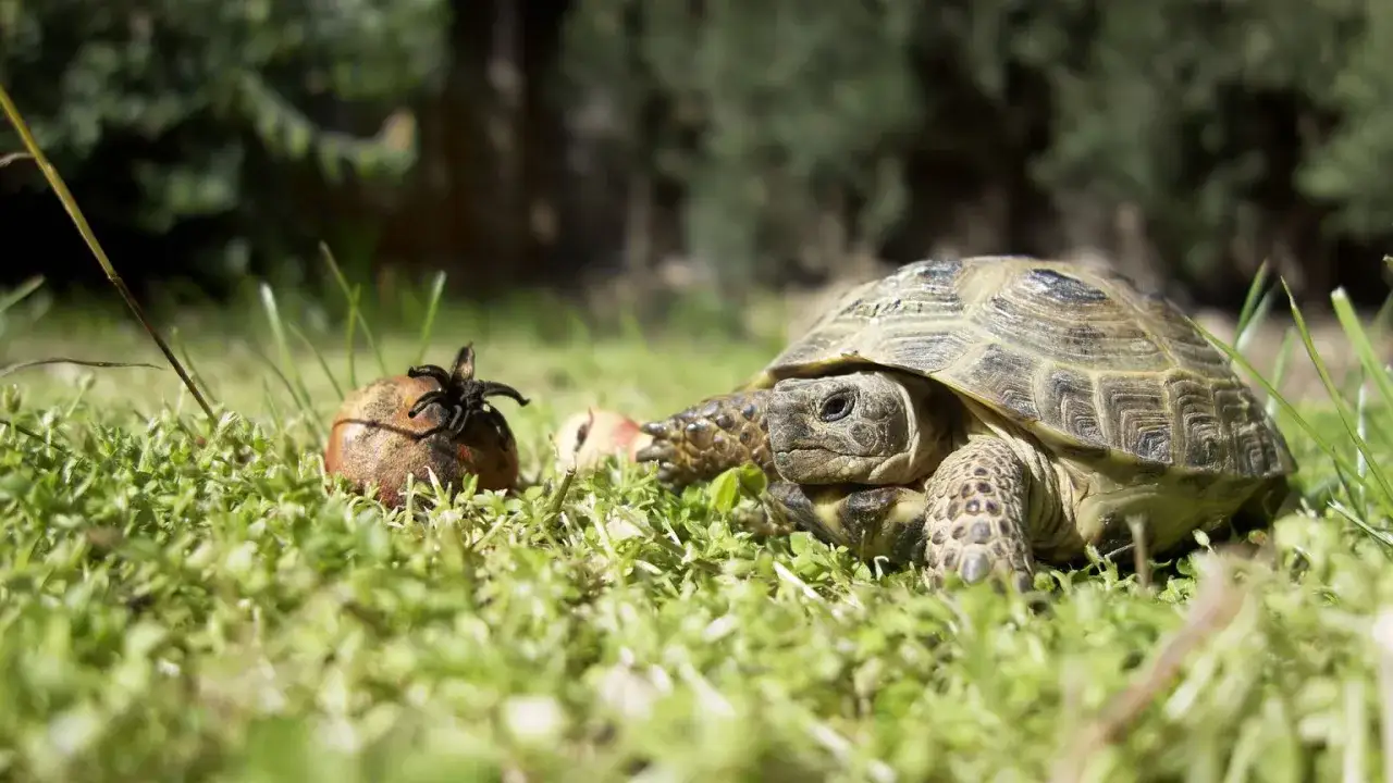 Żółw wodno-lądowy nie je? Ile wytrzyma i co robić!