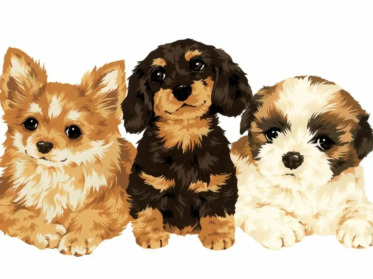 Trzy urocze szczenięta: rudy, jamnik i shih tzu. Zastanawiasz się, ile to ludzkich lat?
