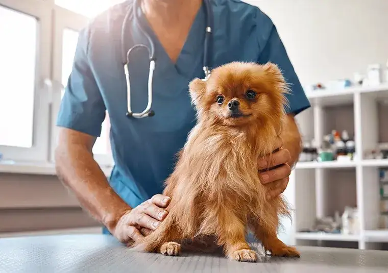 Ile kosztuje szczepionka na wściekliznę dla psa? Sprawdź ceny i czynniki wpływające na koszt