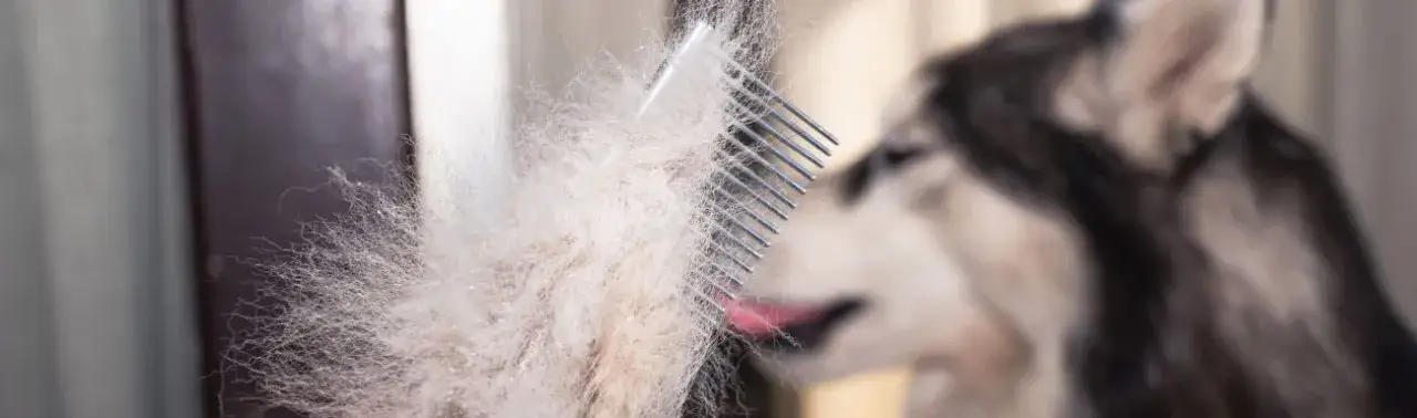 Kiedy psu wypada sierść? Poznaj naturalne cykle linienia