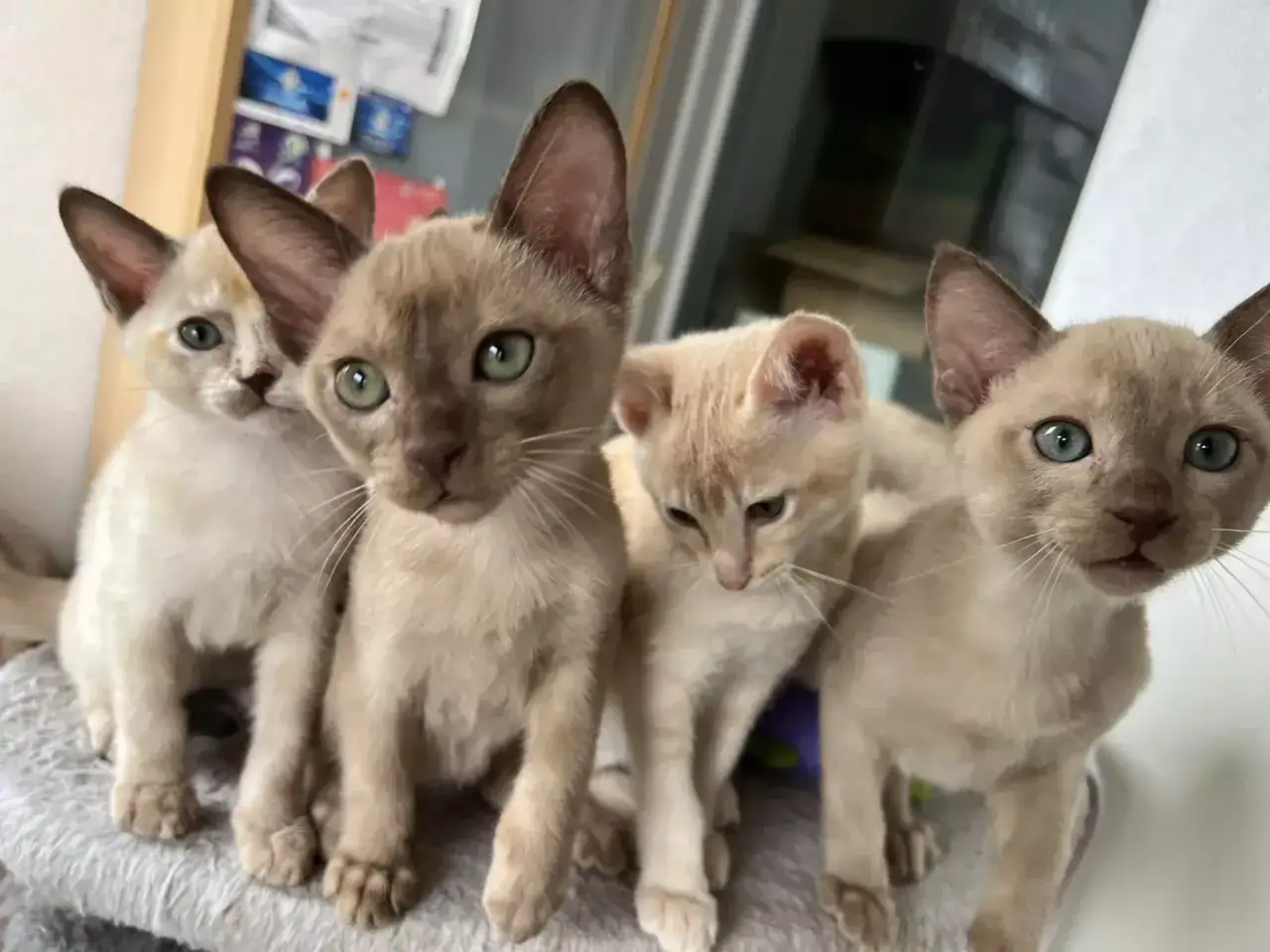 Koty tonkijskie w Warszawie - gdzie znaleźć idealnego pupila