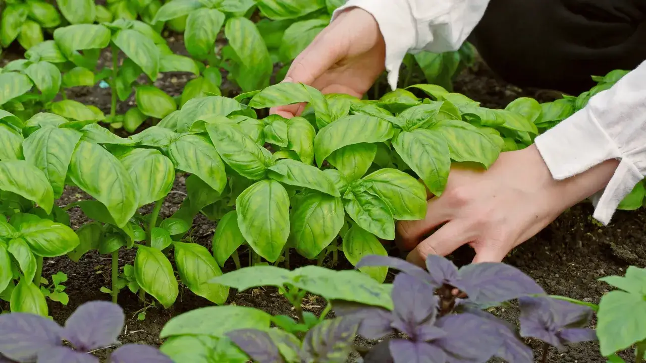 Czy bazylia przezimuje w ogrodzie? Oto co musisz wiedzieć, aby nie stracić rośliny