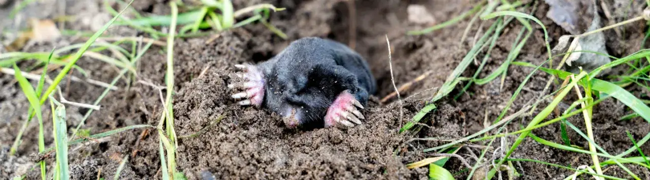 Skuteczne sposoby, jak się pozbyć kretów z działki bez szkody dla zwierząt