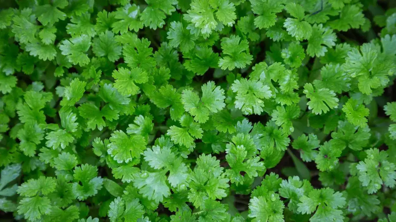 Gęsta zieleń świeżej kolendry, która pięknie odrasta po ścięciu, tworząc bujne kępki.
