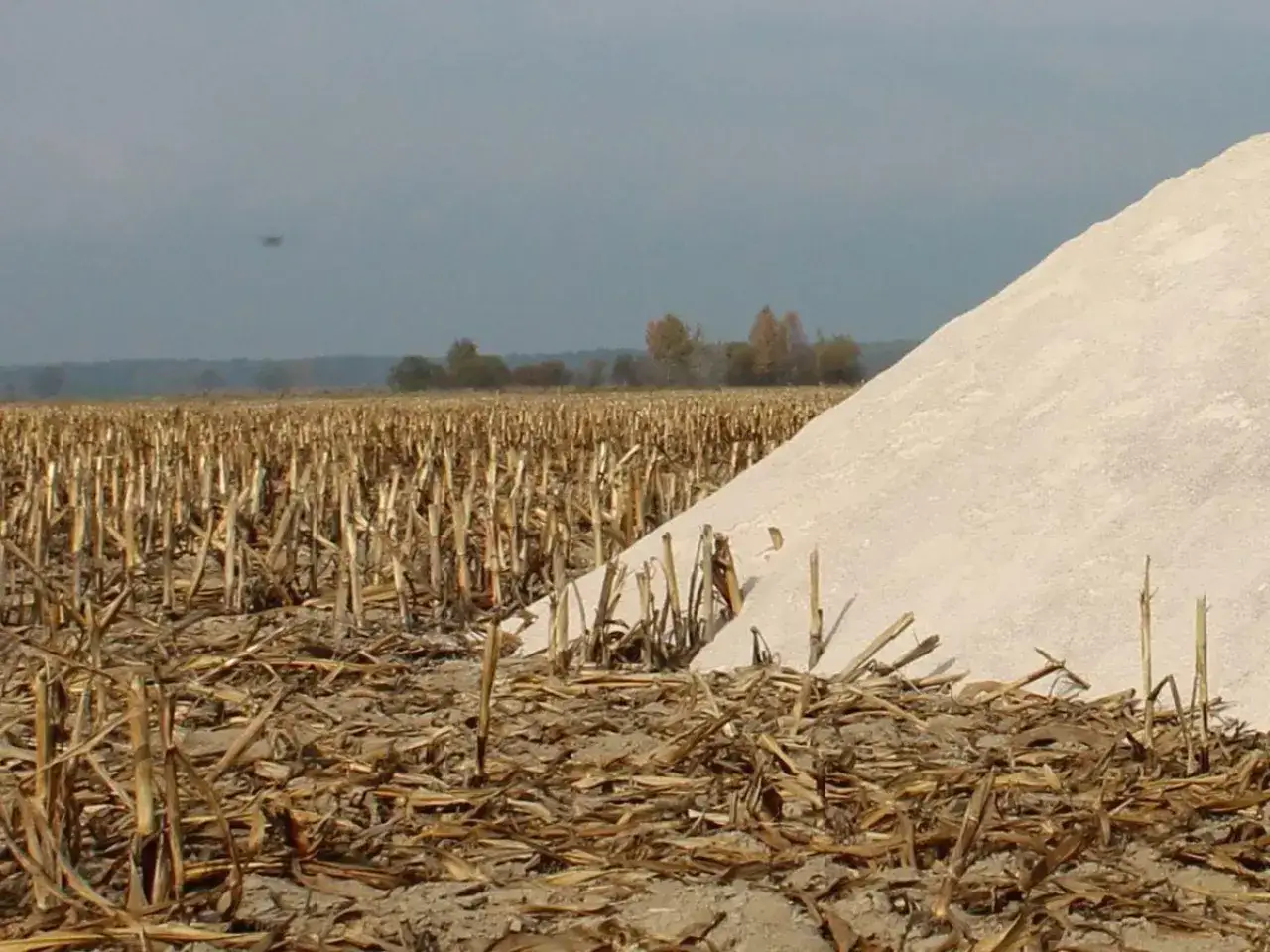 Pole po żniwach kukurydzy, z dużym kopcem wapna. Idealny czas, kiedy sypać wapno na działkę, by przygotować glebę.