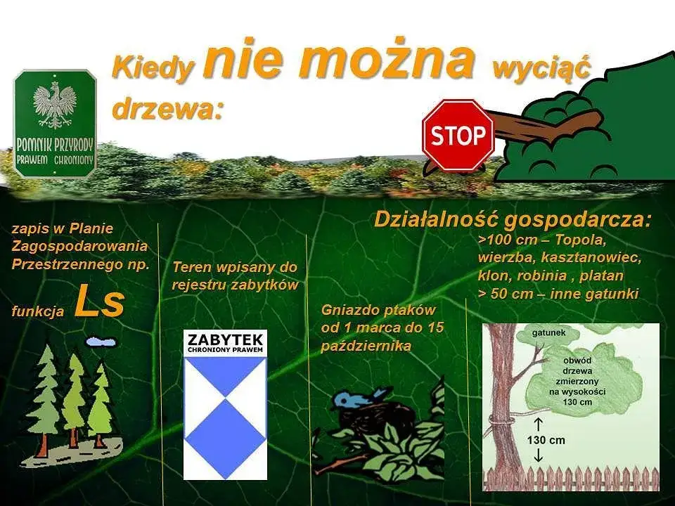 Do kiedy jest wycinka drzew? Sprawdź, zanim będzie za późno