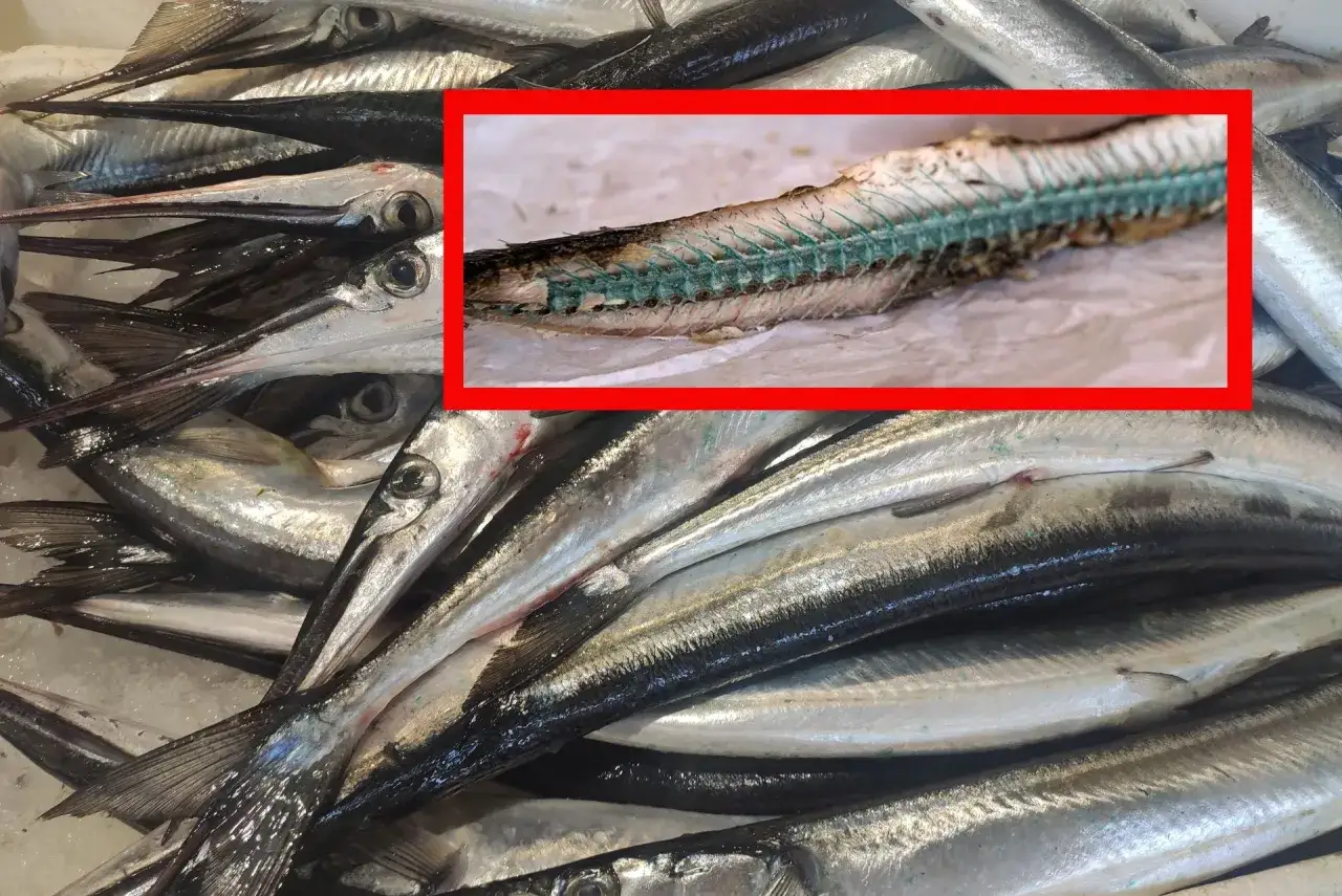 Zielona betaina na rybach, takich jak belony, może wskazywać na ich świeżość lub być efektem obróbki.