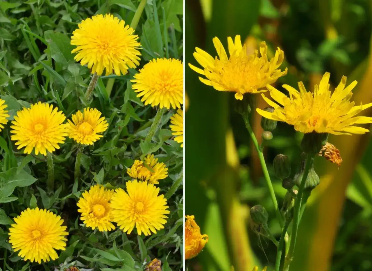 Żółty kwiat w trawniku: Mniszek czy mlecz? Rozpoznaj bezbłędnie!