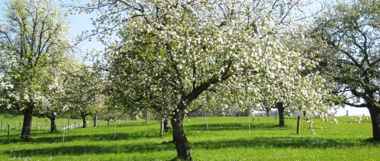 Jakie drzewa owocowe sadzić parami, aby uniknąć słabych plonów?