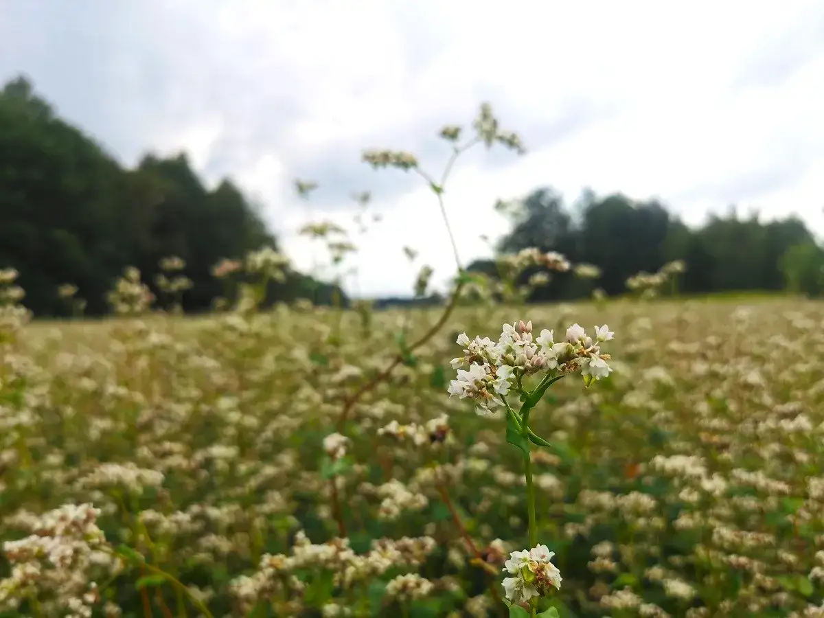 Kwitnienie gryki: kiedy pola stają się miodowym rajem?