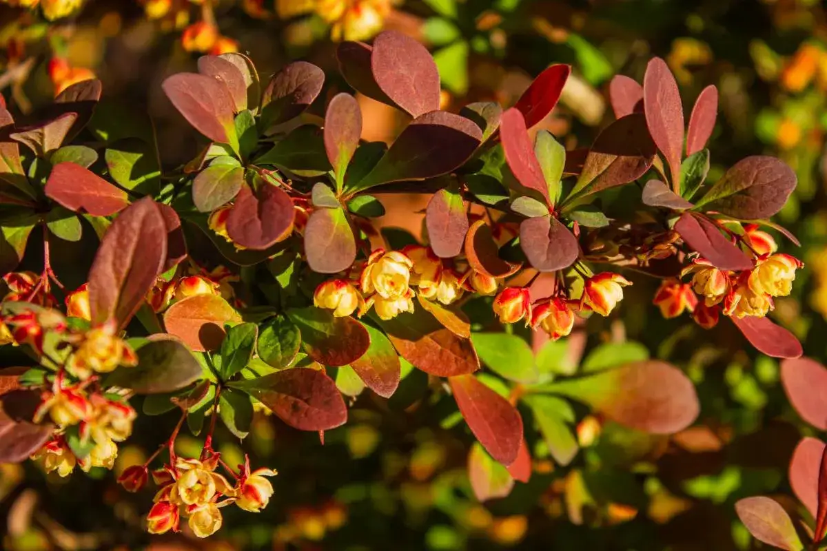 Jak przycinać berberys? Kiedy i jak zadbać o piękny, zdrowy krzew!