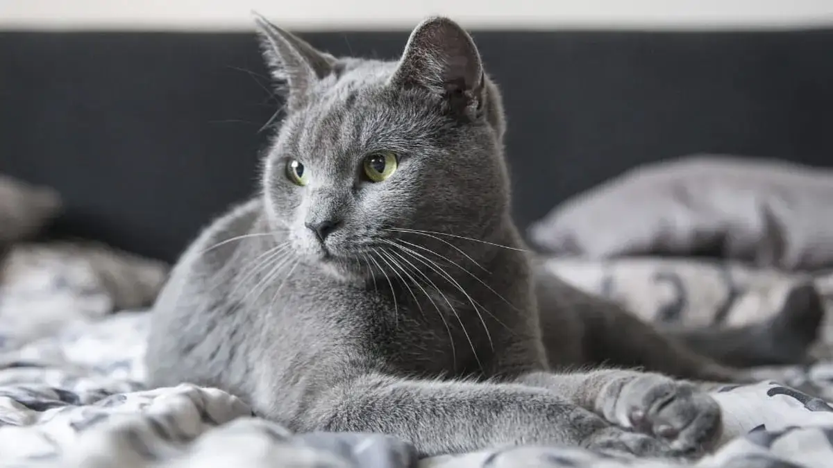 Szary kot Afrodyty - unikalne cechy, pielęgnacja i dostępność w Polsce