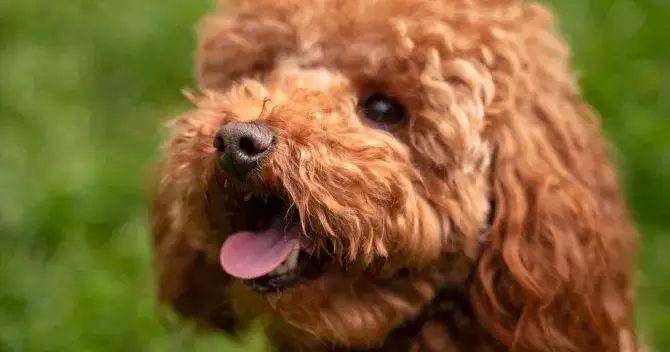 Pudel włosy czy sierść: poznaj ich różnice i pielęgnację