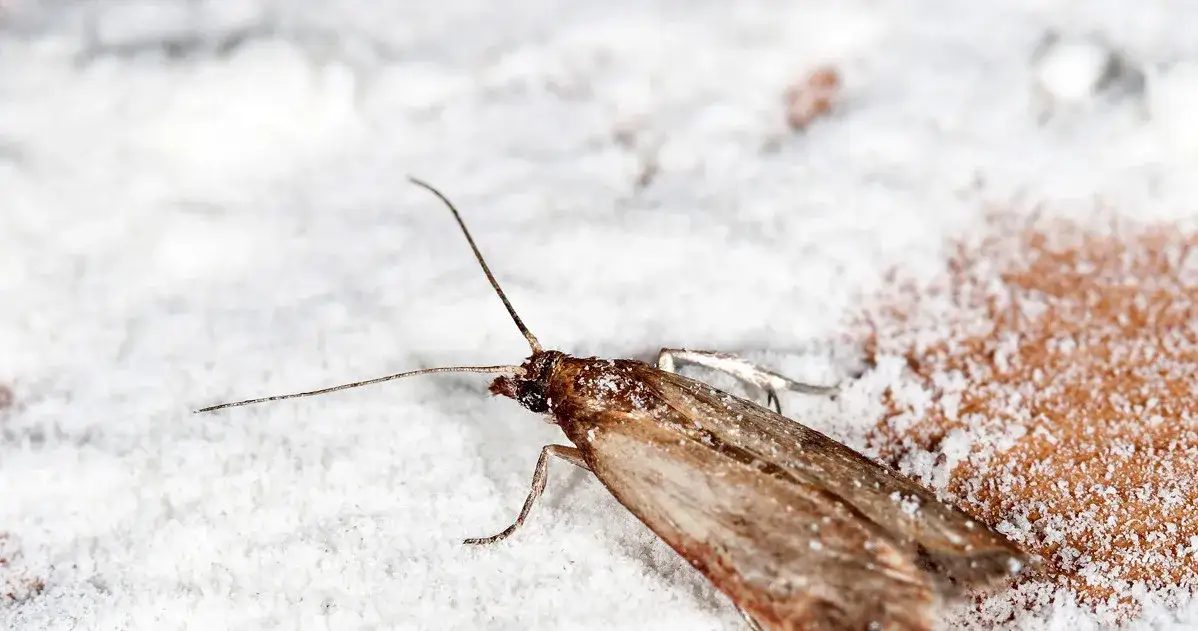 Jak się rozmnażają mole i jak uniknąć ich inwazji w kuchni