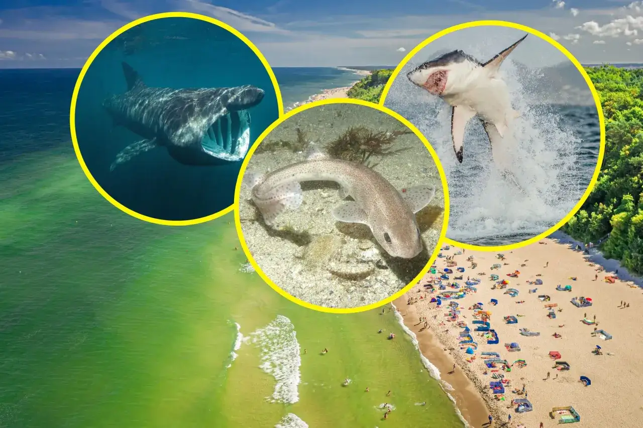 Trzy kolaże z rekinami: wielki rekin olbrzymi, mały rekin na dnie, skaczący rekin. W tle plaża.