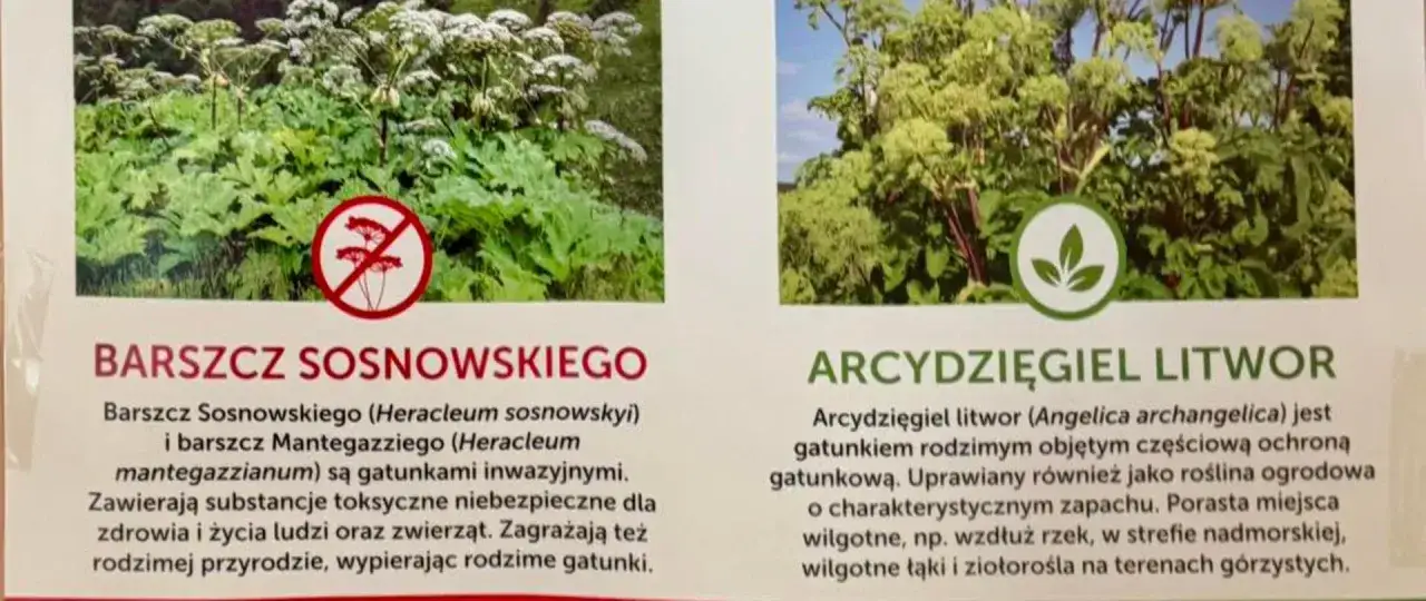 Dwa zdjęcia roślin: po lewej barszcz Sosnowskiego z czerwonym znakiem zakazu, po prawej arcydzięgiel litwor.